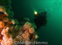 Krisztina dving  off a reef in the Scilly Isles , UK 

... by Malcolm Nimmo 